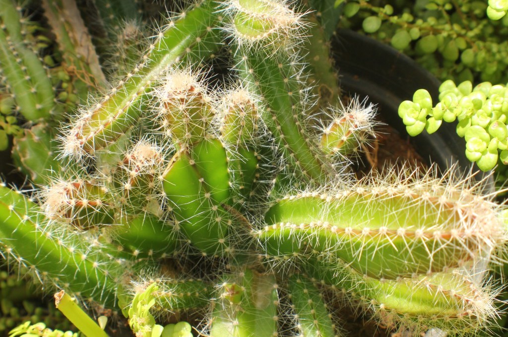 Cactus na Ilha de Mato