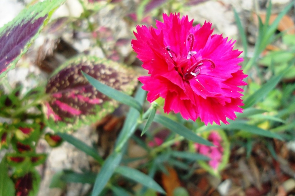 Flores da Ilha