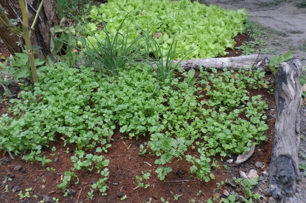 Horta da Ilha