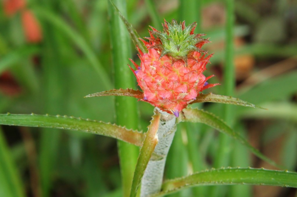 Abacaxi silvestre na Ilha de Mato